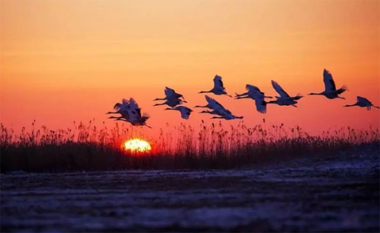 1986年,徐秀娟怀抱3颗丹顶鹤蛋南下,一年后救鹤牺牲,年仅23岁