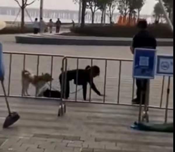 深圳一女子和狗同拴一根绳跪地爬行?警方已介入调查