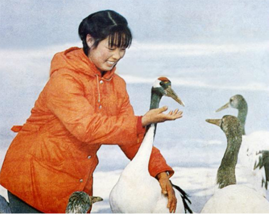 1986年,徐秀娟怀抱3颗丹顶鹤蛋南下,一年后救鹤牺牲,年仅23岁