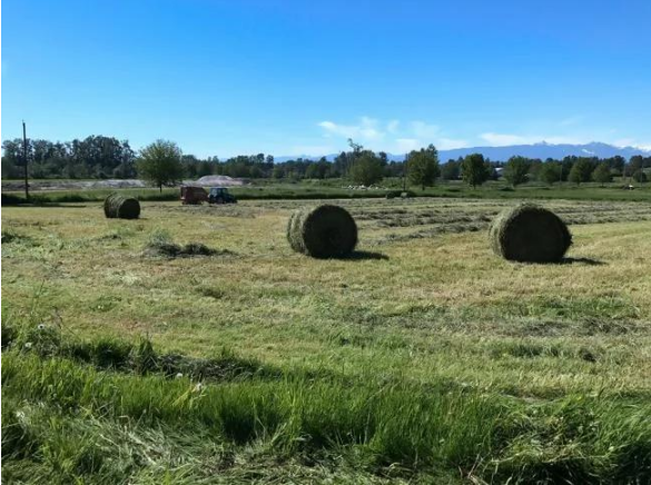 年轻的中国美女买下温哥华243亩的农场，从此过上了农场主的生活