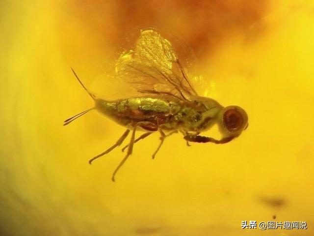 33张照片看世界：荷兰妓院的油画，世界上最古老的胸罩