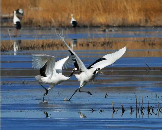 1986年,徐秀娟怀抱3颗丹顶鹤蛋南下,一年后救鹤牺牲,年仅23岁
