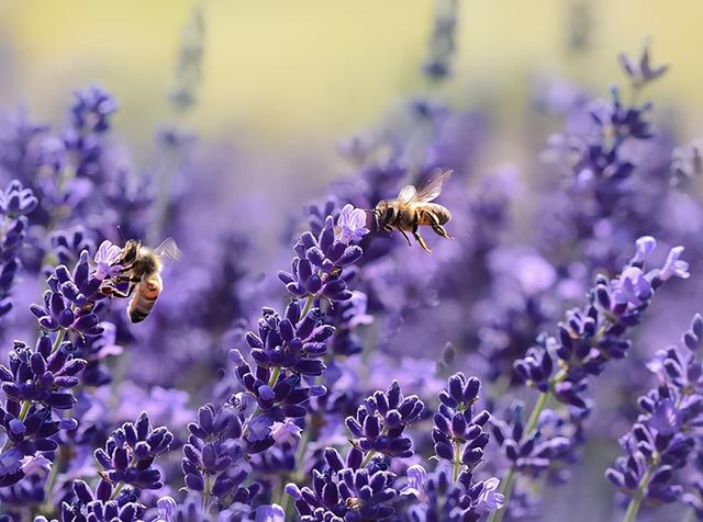 少女爱上老师不伦之恋，逃避婚姻堕下胎儿，治愈小说《催眠者》