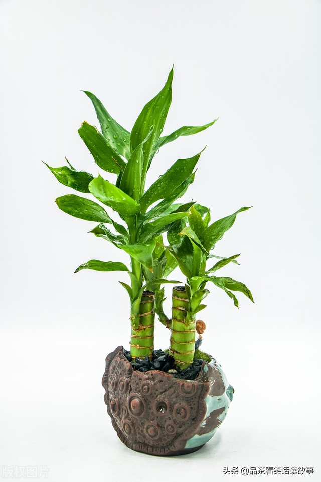 家有“旺财花”，人旺家也旺，分享以下几种好养的“旺财花”