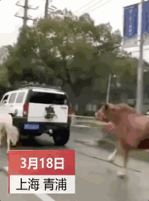 马路当秀场,着装性感女子深夜在市中心主干道骑马,被罚!