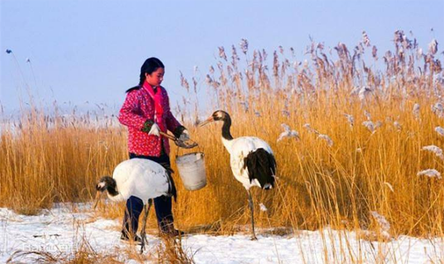 1986年,徐秀娟怀抱3颗丹顶鹤蛋南下,一年后救鹤牺牲,年仅23岁