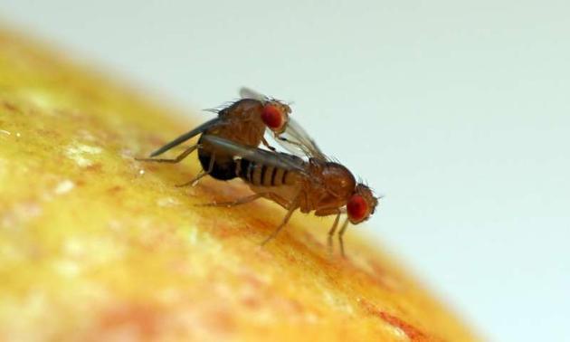 最新研究提示,为了怀孕而“大战三百合”并不科学!