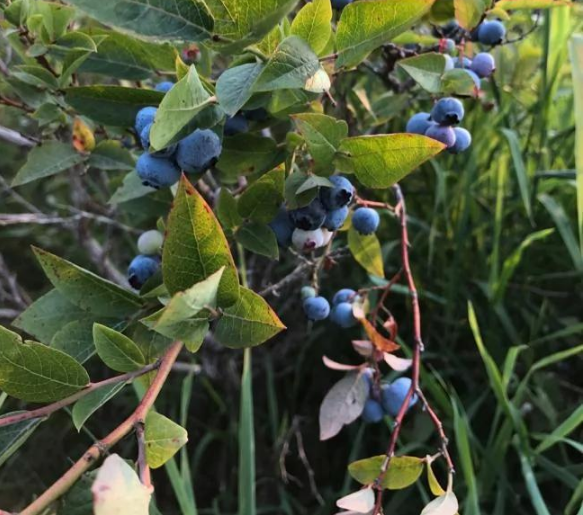 年轻的中国美女买下温哥华243亩的农场，从此过上了农场主的生活