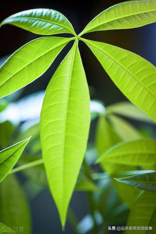 家有“旺财花”，人旺家也旺，分享以下几种好养的“旺财花”