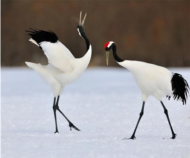 1986年,徐秀娟怀抱3颗丹顶鹤蛋南下,一年后救鹤牺牲,年仅23岁