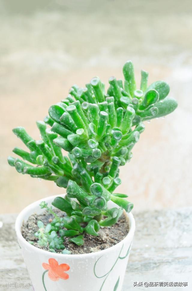 家有“旺财花”，人旺家也旺，分享以下几种好养的“旺财花”