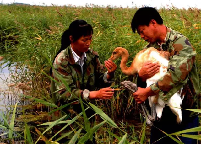 1986年,徐秀娟怀抱3颗丹顶鹤蛋南下,一年后救鹤牺牲,年仅23岁
