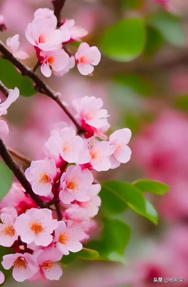 七绝•女人如花