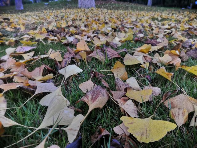 一个陌生女人的来信