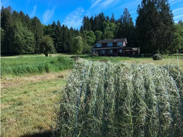 年轻的中国美女买下温哥华243亩的农场，从此过上了农场主的生活