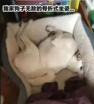 搞笑GIF趣图：美女回农村好几天了，现在出不去，在家都无聊死了