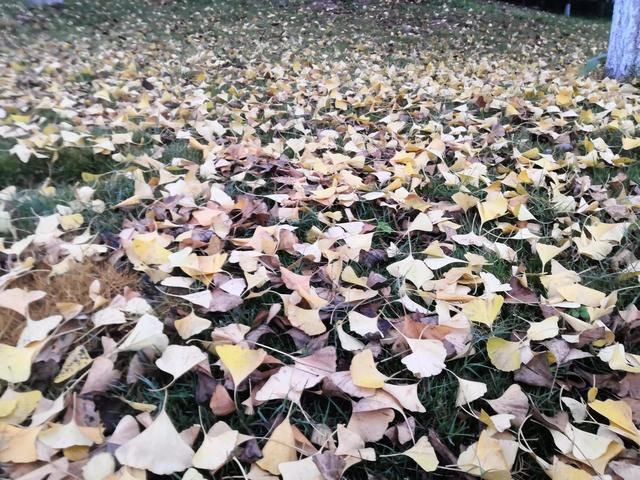 一个陌生女人的来信