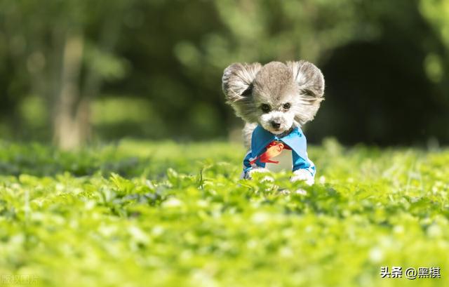 泰迪凭什么这么受女孩的喜爱？追女孩的男生必看