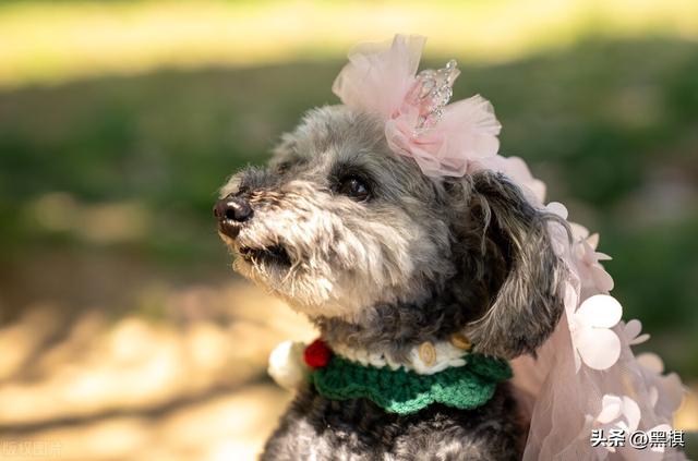 泰迪凭什么这么受女孩的喜爱？追女孩的男生必看