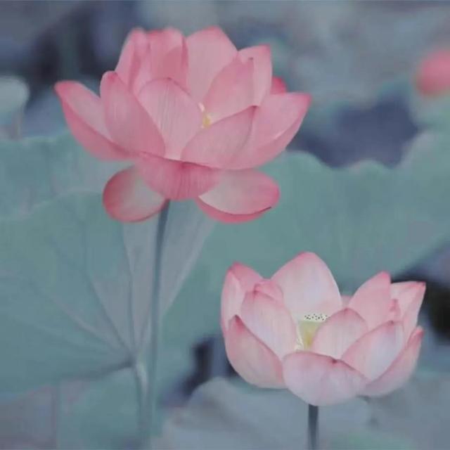 王姓的女孩起名,有没有人还不认识这两个字?