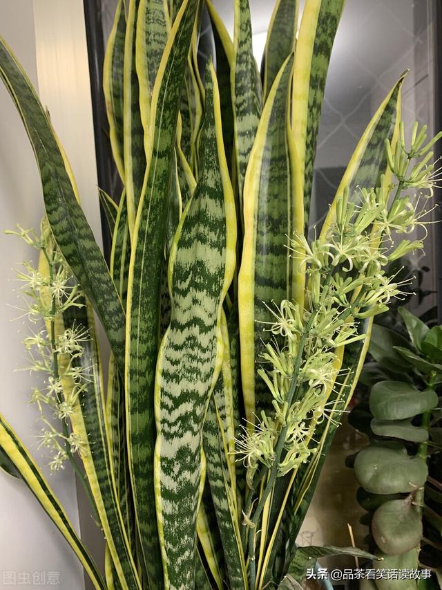 家有“旺财花”，人旺家也旺，分享以下几种好养的“旺财花”