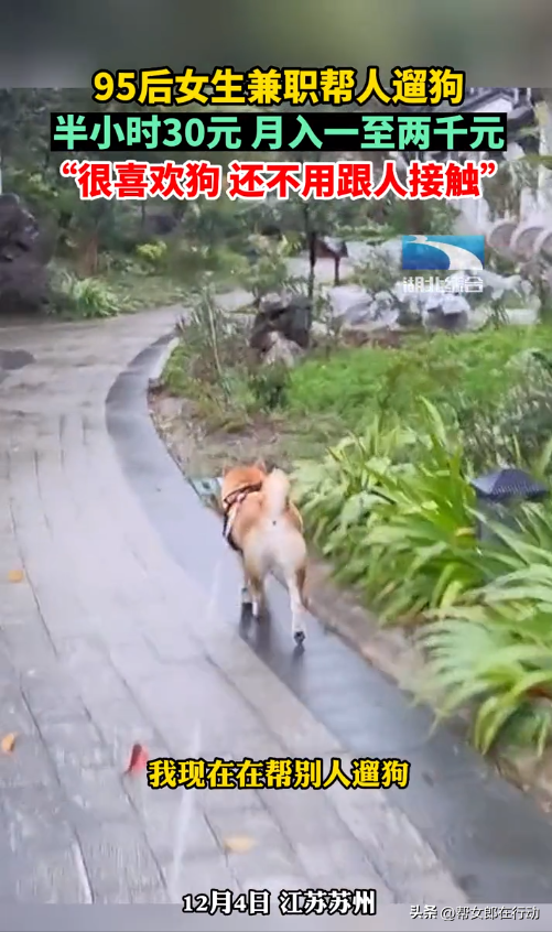 妙龄女子兼职代遛狗，半小时30元月入上千，还不用跟人接触