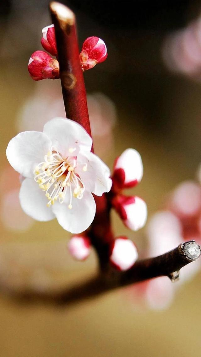 平凡的生活，只要坚持，也会有春天，也会在春天里开出一朵小花