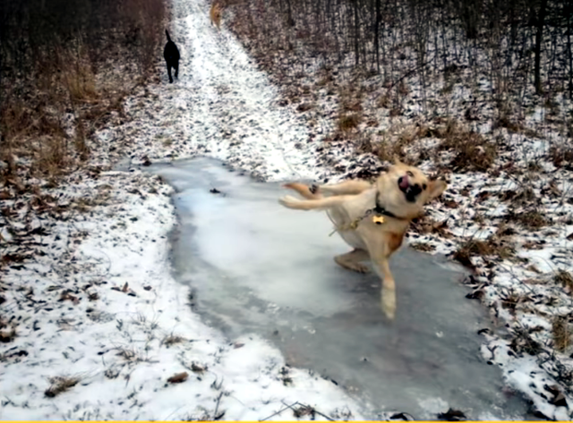 30个捕捉到的完美镜头，时机把握得太巧妙了