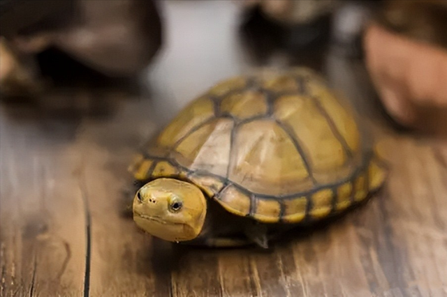 18年陕西女孩养蛇当宠物,不慎被咬伤,抢救时宁死不说是什么蛇