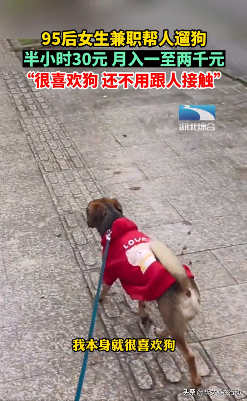 妙龄女子兼职代遛狗，半小时30元月入上千，还不用跟人接触