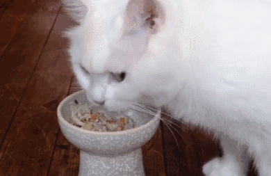 公猫和母猫是如何“交配”的?奇怪的知识又增加了