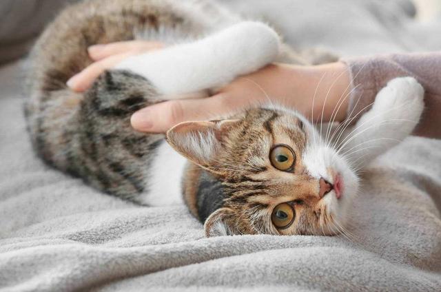 公猫和母猫是如何“交配”的?奇怪的知识又增加了