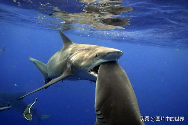 30张照片看世界：集中营18岁的俄罗斯姑娘，日本发现的美人鱼