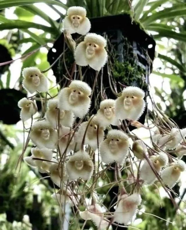 罕见的41张照片,巴西超模,戴安娜,如同枯枝一般的竹节虫,睢鸠