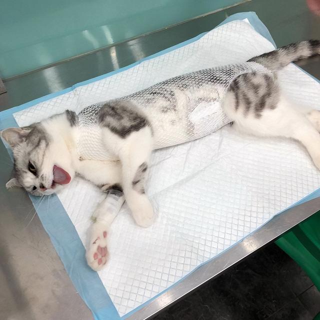 公猫和母猫是如何“交配”的?奇怪的知识又增加了