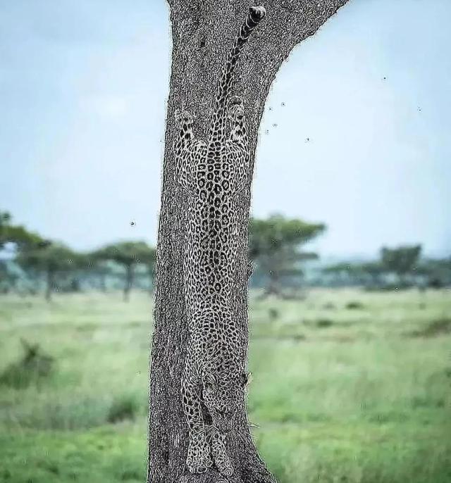 罕见的41张照片,巴西超模,戴安娜,如同枯枝一般的竹节虫,睢鸠