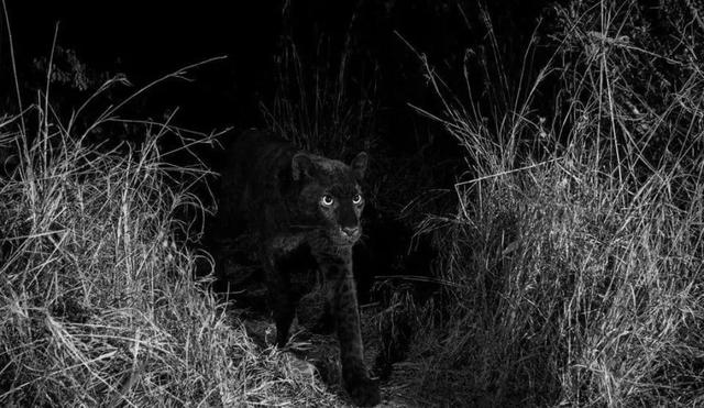 罕见的41张照片,巴西超模,戴安娜,如同枯枝一般的竹节虫,睢鸠