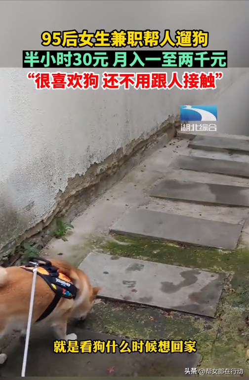 妙龄女子兼职代遛狗，半小时30元月入上千，还不用跟人接触