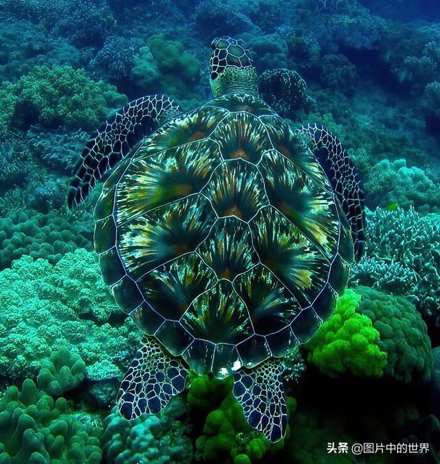 30张照片看世界：集中营18岁的俄罗斯姑娘，日本发现的美人鱼