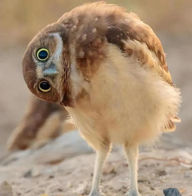 罕见的41张照片,巴西超模,戴安娜,如同枯枝一般的竹节虫,睢鸠