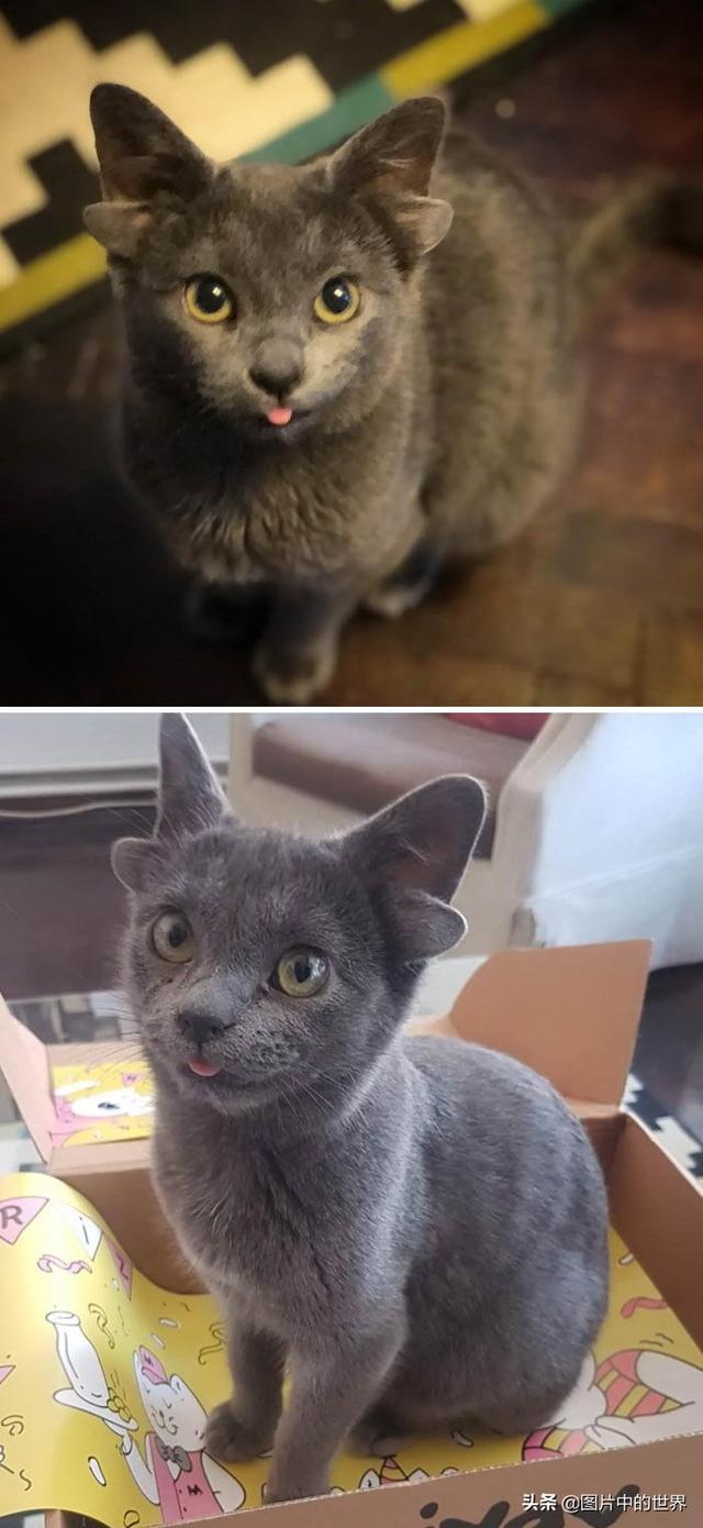 30张照片看世界：集中营18岁的俄罗斯姑娘，日本发现的美人鱼