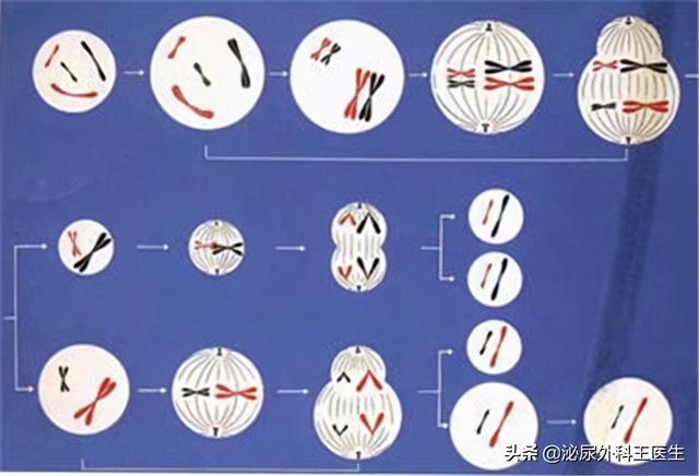 男性一生最多只能排6000次精？这几个精液知识，男女都应知道