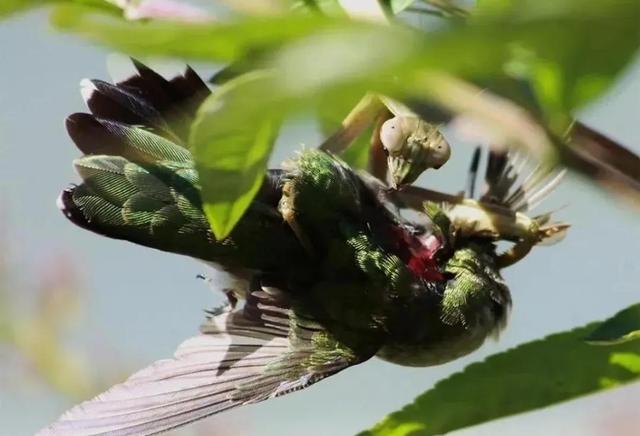 罕见的41张照片,巴西超模,戴安娜,如同枯枝一般的竹节虫,睢鸠
