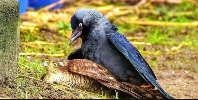 罕见的41张照片,巴西超模,戴安娜,如同枯枝一般的竹节虫,睢鸠