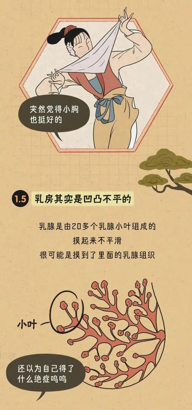 女生胸部可以分为几种?