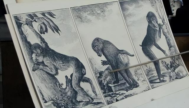 只因臀大，她生前被鞭笞，被凌辱，甚至被做成标本展览200余年