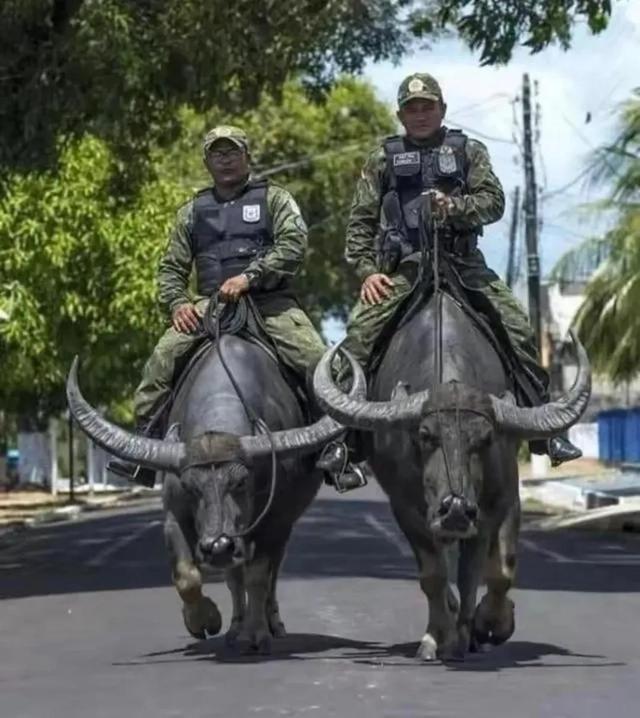 罕见的41张照片,巴西超模,戴安娜,如同枯枝一般的竹节虫,睢鸠