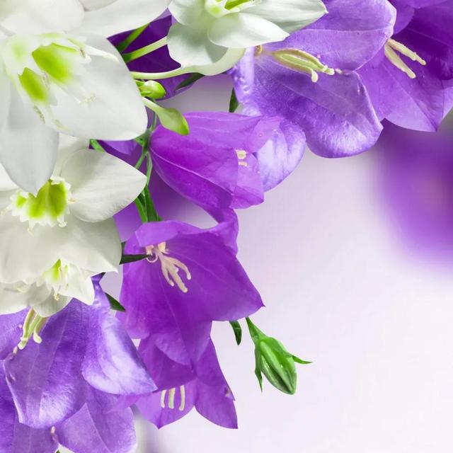 平凡的生活，只要坚持，也会有春天，也会在春天里开出一朵小花