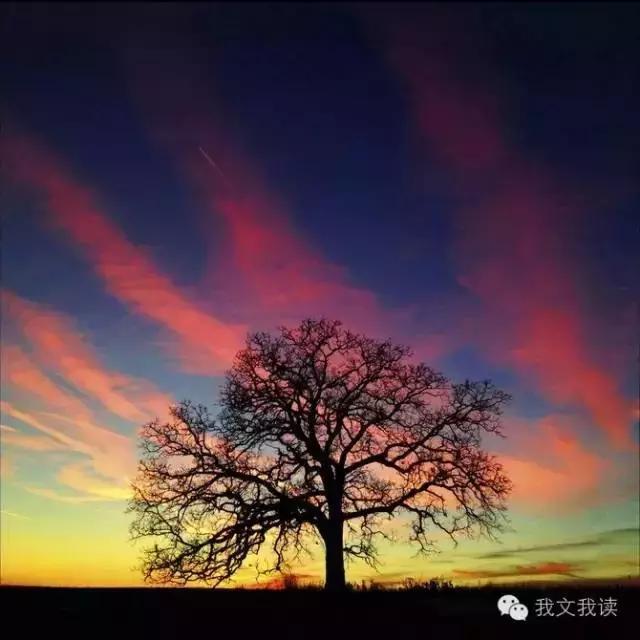 女儿国国王朱琳朗诵《致橡树》，人美声音更美