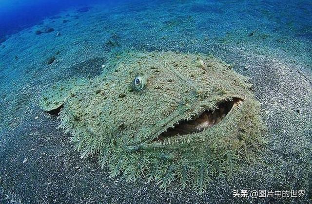 30张照片看世界：集中营18岁的俄罗斯姑娘，日本发现的美人鱼